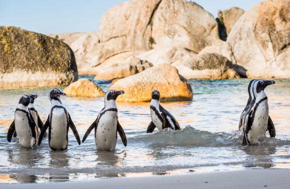 Cape Peninsula Full-Day Shared Tour with Penguins