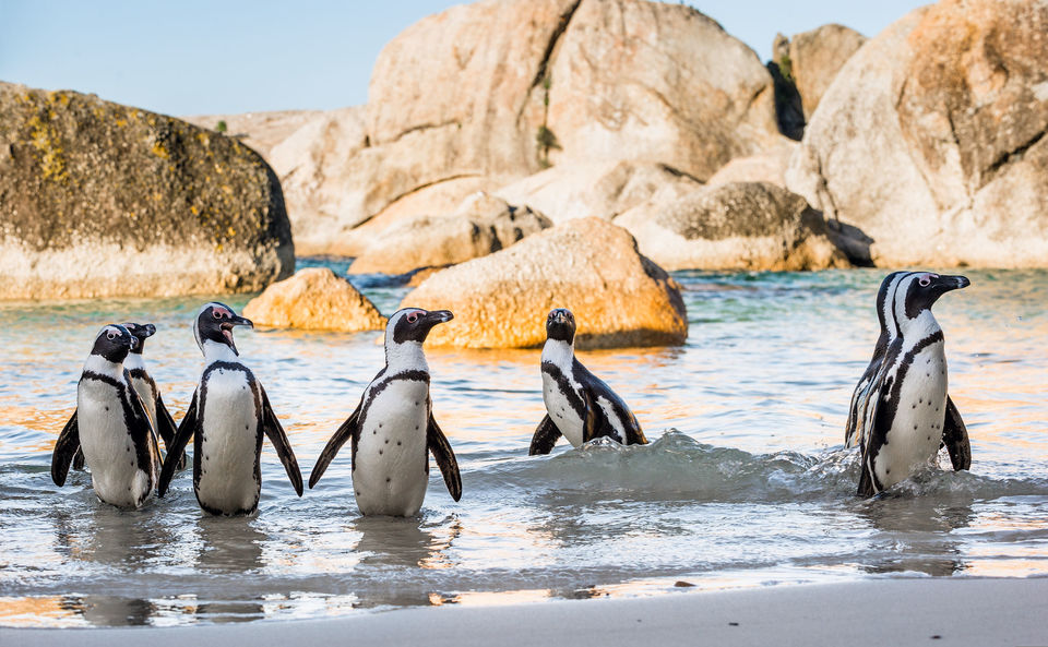 Cape Peninsula Full-Day Shared Tour with Penguins