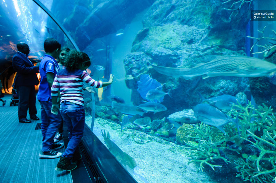 Dubai Aquarium and Burj Khalifa Combo Tickets